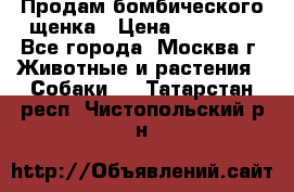 Продам бомбического щенка › Цена ­ 30 000 - Все города, Москва г. Животные и растения » Собаки   . Татарстан респ.,Чистопольский р-н